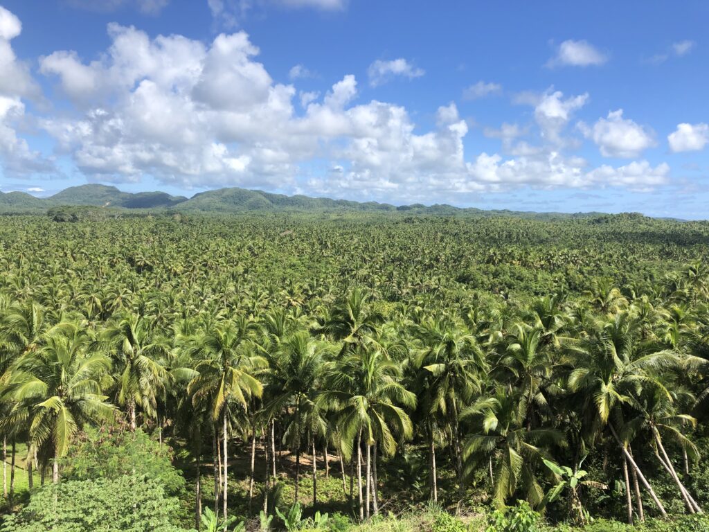 paisaje de palmeras con cielo con nubes