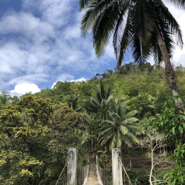 Paisaje de un verde palmeral, con un puente atravesándolo, y un perro tumbado ene l puente. Turismo en Filipinas