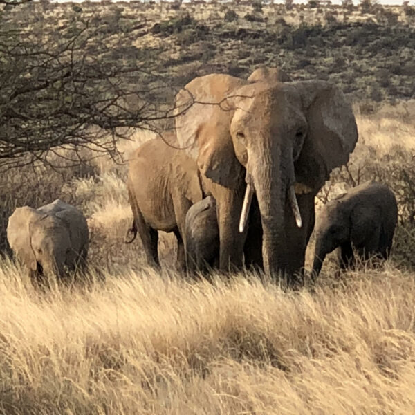 manada de elefantes en la arida sabana