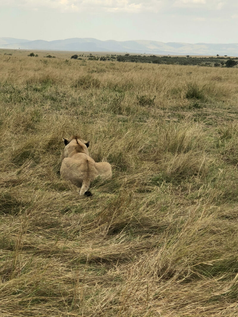 leona de espladas tendida en la sabana