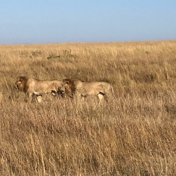 pareja de leones cruzando la sabana