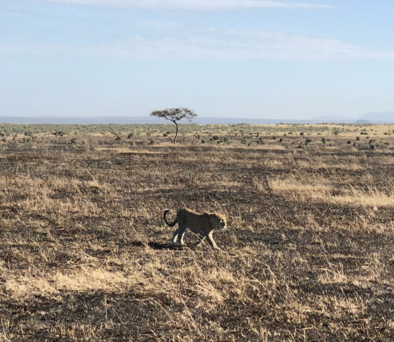 leopardo cruzando la sabana