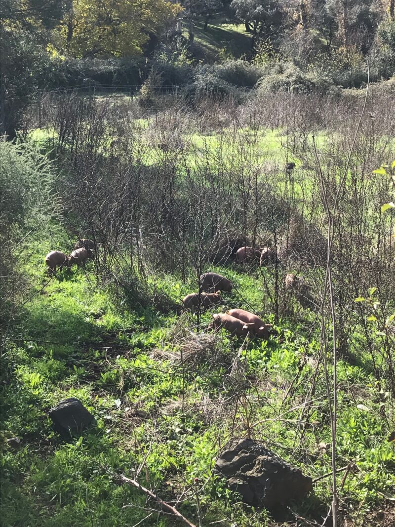 Sendero de los molinos