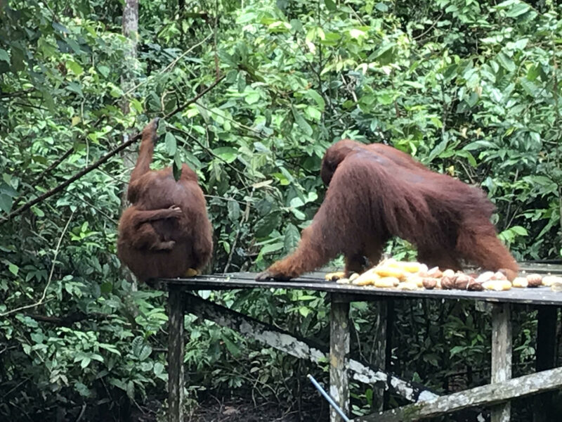 Familia de orangutanes.