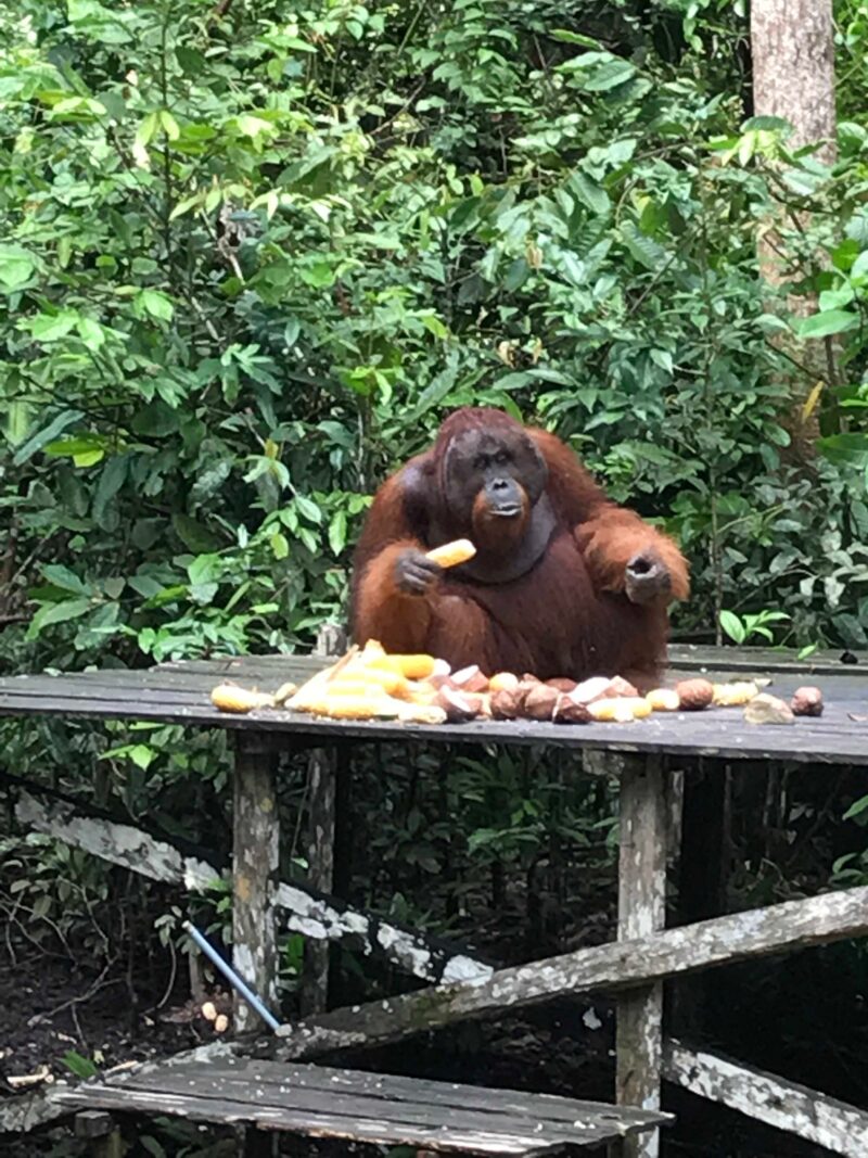 Orangután