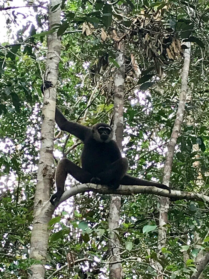 Gibbon