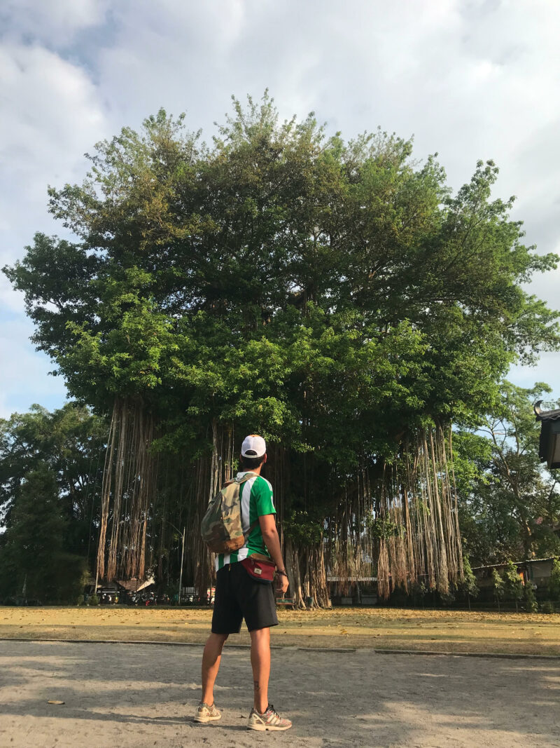 Árbol junto al templo de Mendut.