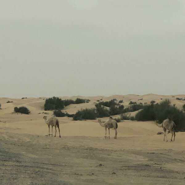 Camellos en el desierto