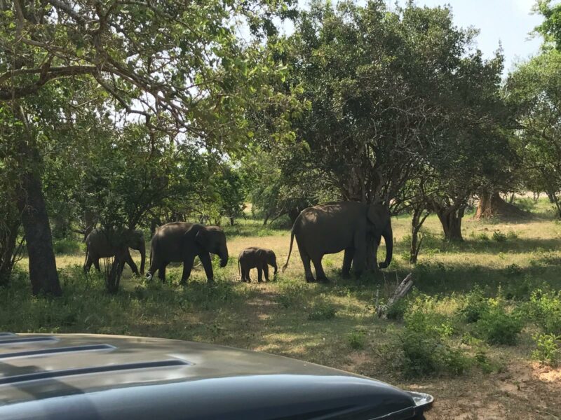 Familia de elefantes en el Parque de Yala. que vimos en nuestra ruta de 16 días por Sri Lanka.