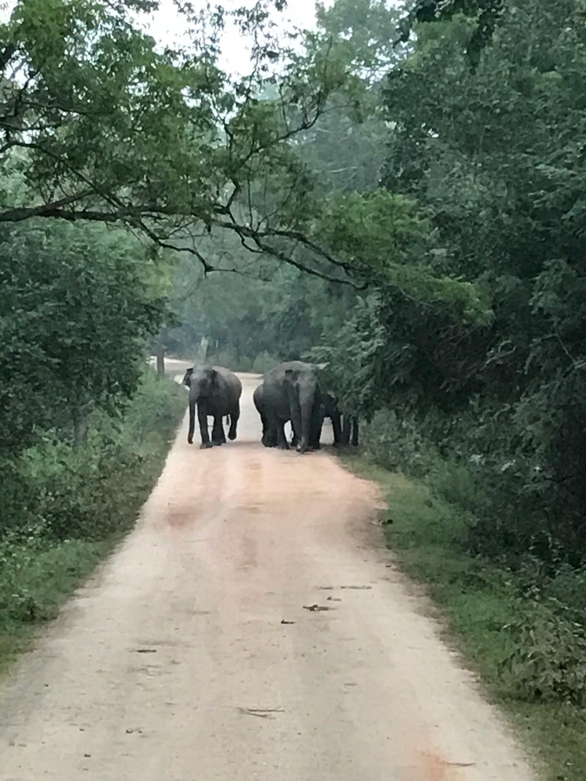 Elefantes cortando el camino.