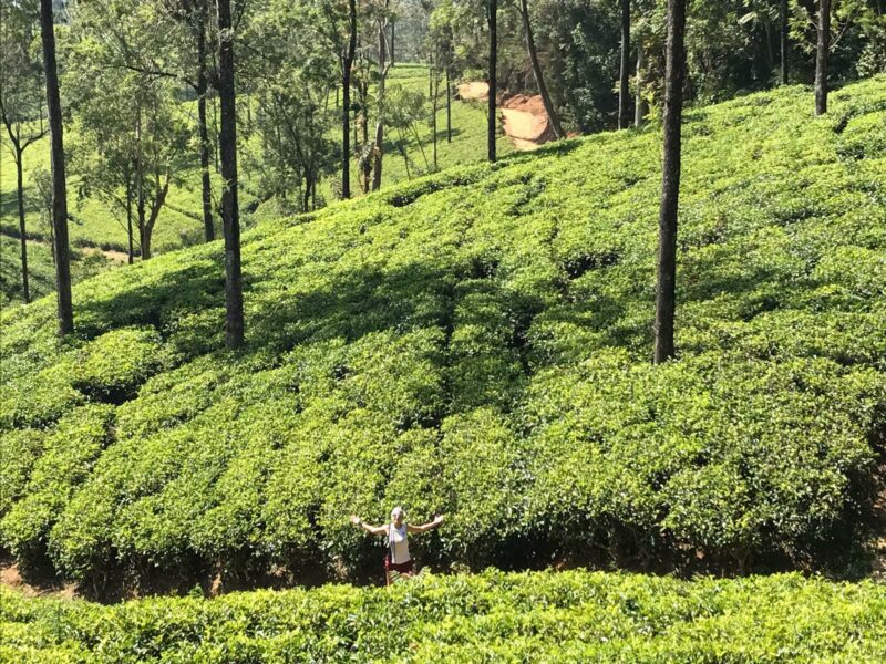 Campos de té.